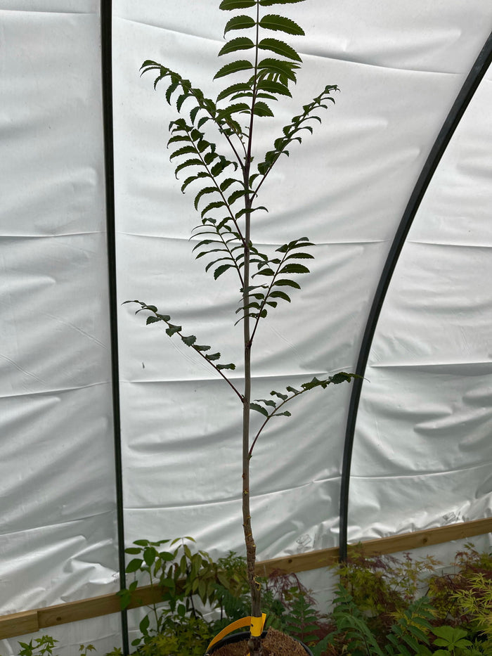 - Sorbus xthuringiaca 'Fastigiata' Narrow Mountain Ashe Tree - Mr Maple │ Buy Japanese Maple Trees