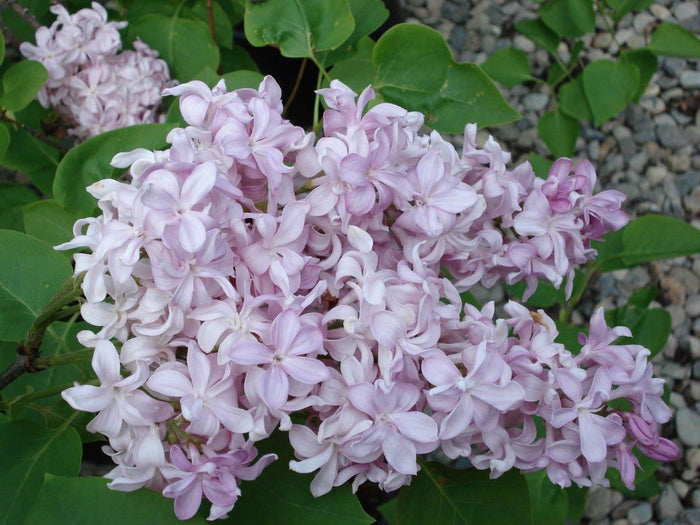 - Syringa vulgaris ‘Edward J. Gardner' Double Lilac Tree - Mr Maple │ Buy Japanese Maple Trees