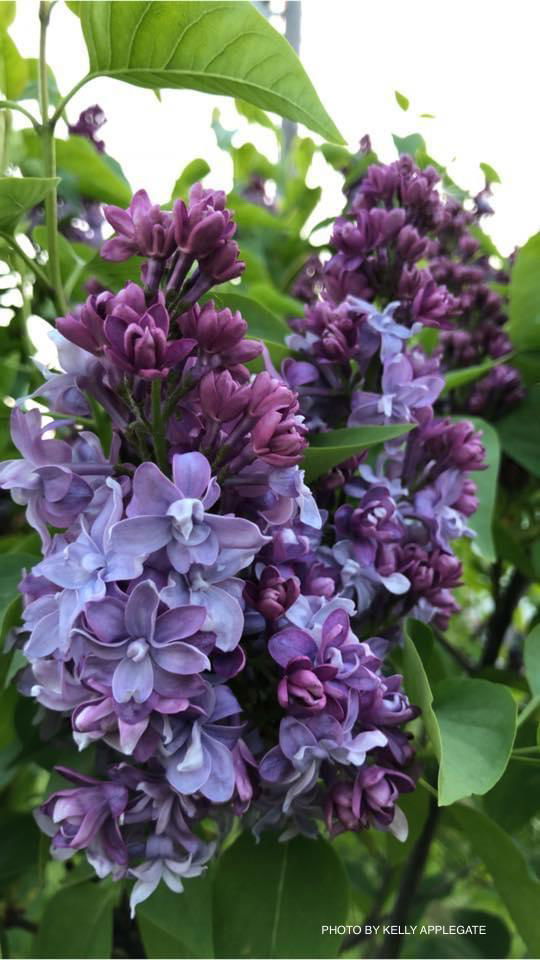 - Syringa vulgaris ‘Nadezhda' Double Lilac Tree - Mr Maple │ Buy Japanese Maple Trees