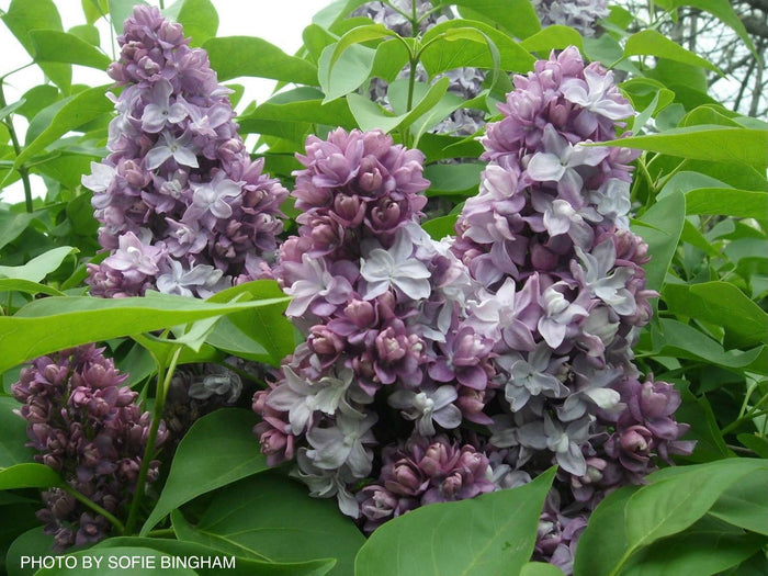 - Syringa vulgaris ‘Nadezhda' Double Lilac Tree - Mr Maple │ Buy Japanese Maple Trees