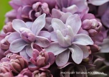 - Syringa vulgaris ‘Nadezhda' Double Lilac Tree - Mr Maple │ Buy Japanese Maple Trees