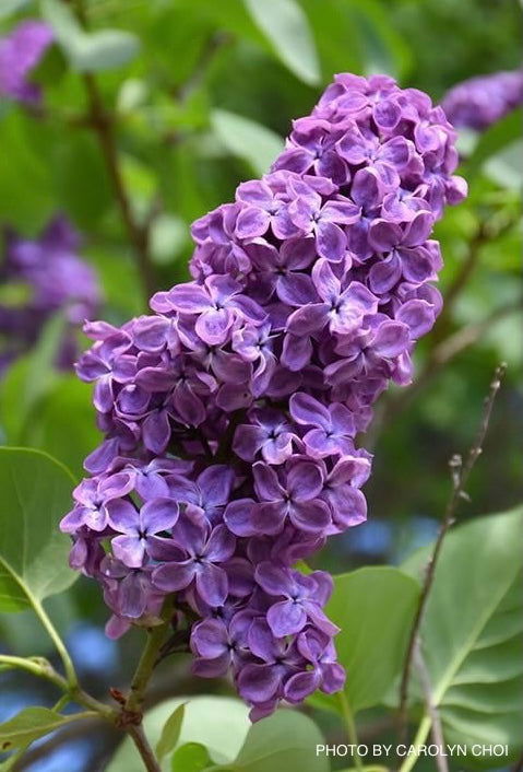 - Syringa x 'Pocahontas' Violet Flowering Lilac Tree - Mr Maple │ Buy Japanese Maple Trees