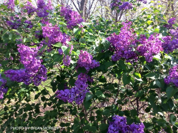 - Syringa x 'Pocahontas' Violet Flowering Lilac Tree - Mr Maple │ Buy Japanese Maple Trees