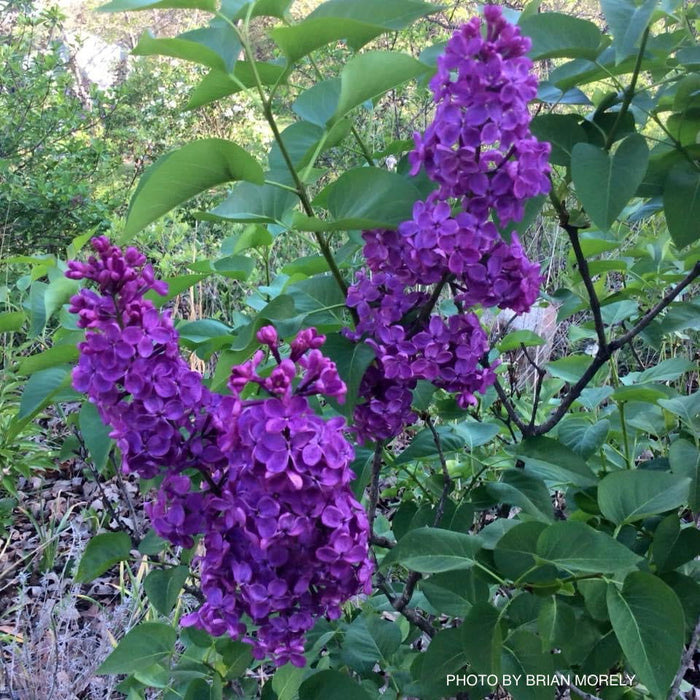 - Syringa x 'Pocahontas' Violet Flowering Lilac Tree - Mr Maple │ Buy Japanese Maple Trees