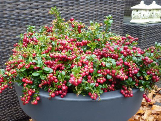 Vaccinium vitus-idaea ‘Red Candy’ Lingonberry Bush - Mr Maple │ Buy Japanese Maple Trees