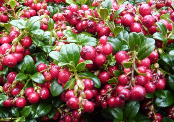 Vaccinium vitus-idaea ‘Red Candy’ Lingonberry Bush - Mr Maple │ Buy Japanese Maple Trees