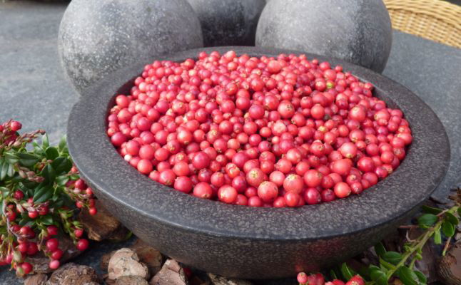 Vaccinium vitus-idaea ‘Red Candy’ Lingonberry Bush - Mr Maple │ Buy Japanese Maple Trees