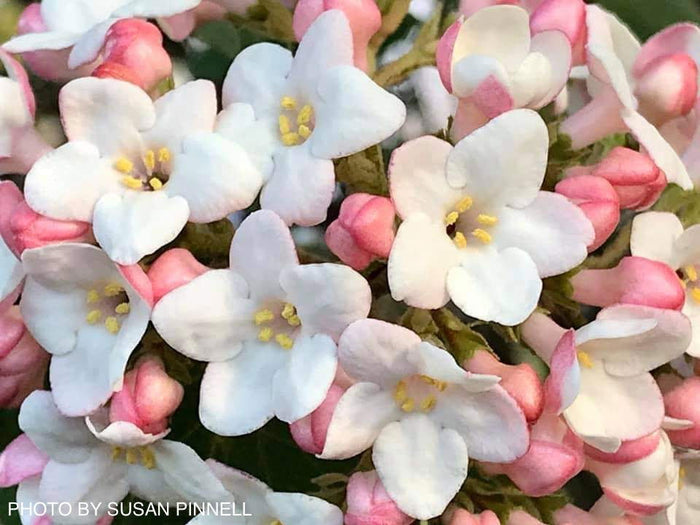 Viburnum tinus 'Spring Bouquet' Compact Viburnum - Mr Maple │ Buy Japanese Maple Trees