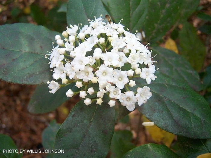 Viburnum tinus 'Spring Bouquet' Compact Viburnum - Mr Maple │ Buy Japanese Maple Trees