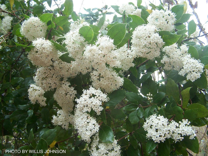 Viburnum tinus 'Spring Bouquet' Compact Viburnum - Mr Maple │ Buy Japanese Maple Trees
