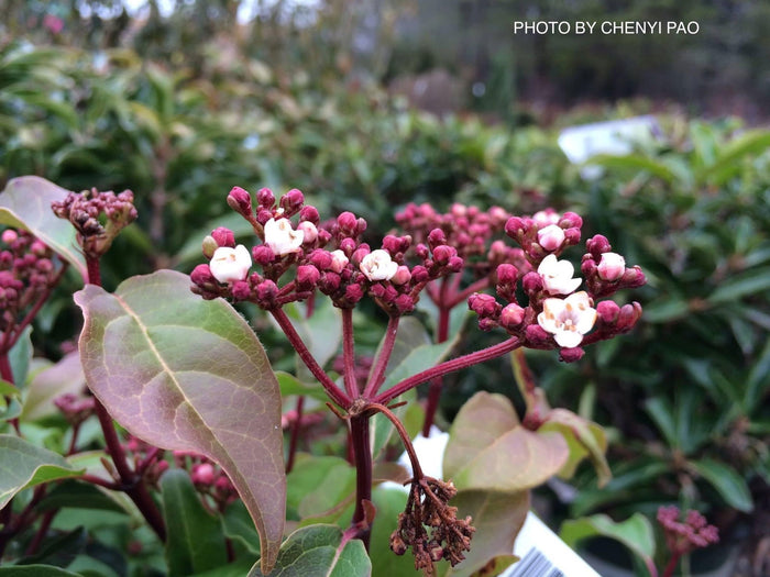 Viburnum tinus 'Spring Bouquet' Compact Viburnum - Mr Maple │ Buy Japanese Maple Trees