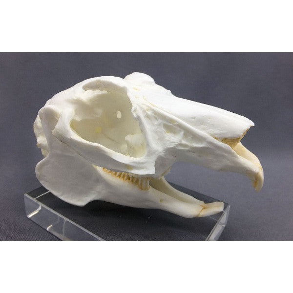 White-tailed Jackrabbit Skull Replica - dinosaursrocksuperstore