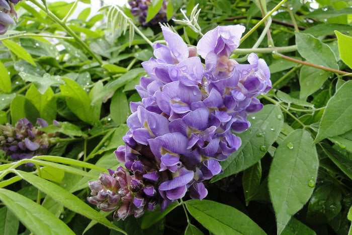 Wisteria frutescens 'Amethyst Falls' Purple Flowering Wisteria - Mr Maple │ Buy Japanese Maple Trees
