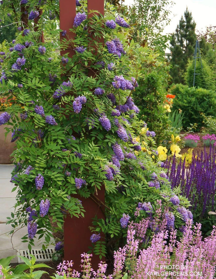Wisteria frutescens 'Amethyst Falls' Purple Flowering Wisteria - Mr Maple │ Buy Japanese Maple Trees