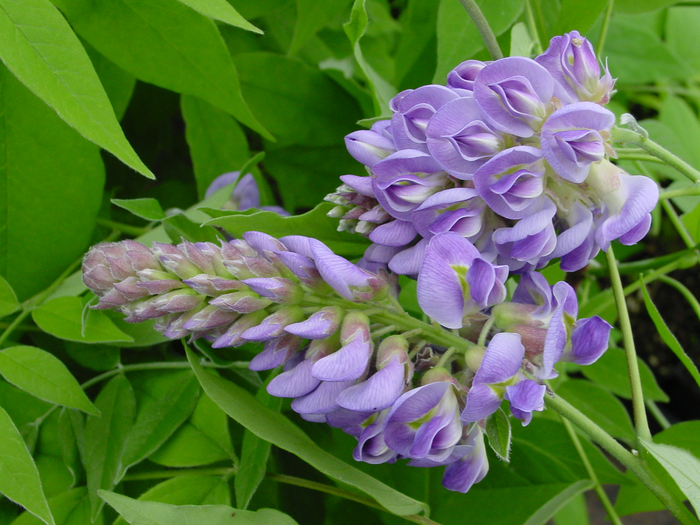 Wisteria frutescens 'Amethyst Falls' Purple Flowering Wisteria - Mr Maple │ Buy Japanese Maple Trees